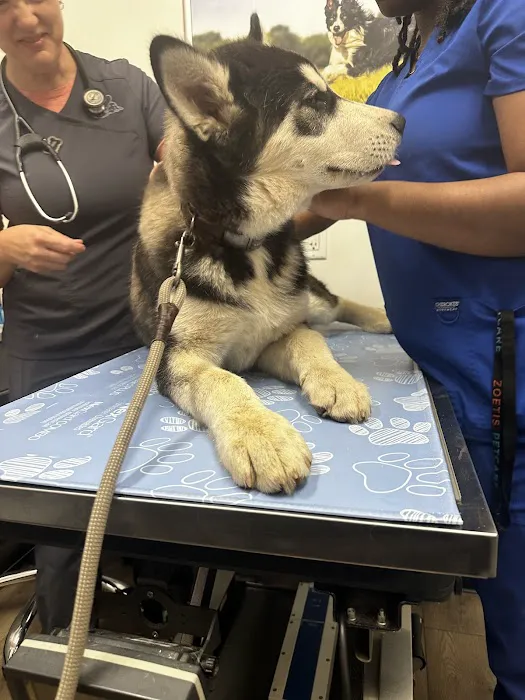 PetVet Vaccination Clinic Picture 7