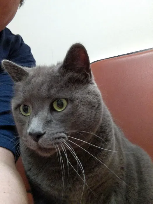 Hillsborough Veterinary Clinic Picture 6
