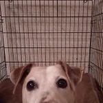 Hillsborough Veterinary Clinic