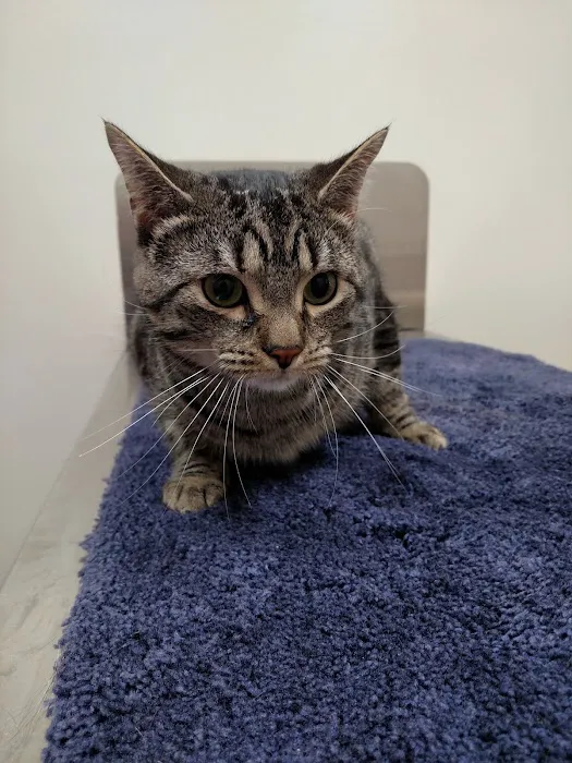 Hillsborough Veterinary Clinic Picture 10