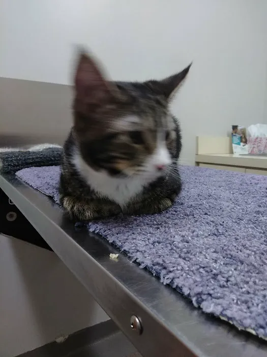 Hillsborough Veterinary Clinic Picture 7