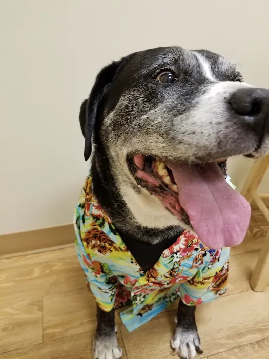 Healing Paws Veterinary Hospital Picture 8