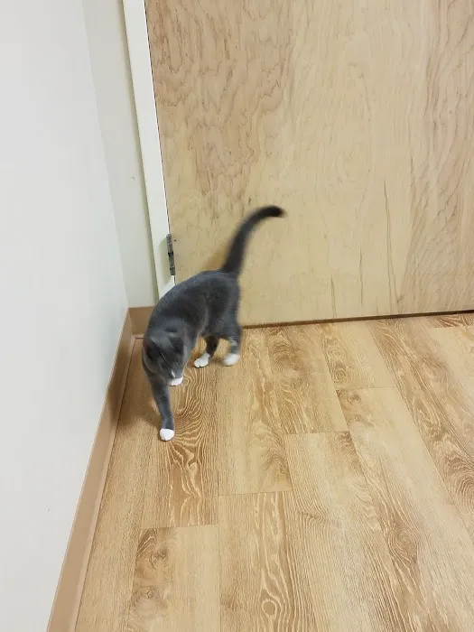 Healing Paws Veterinary Hospital Picture 2
