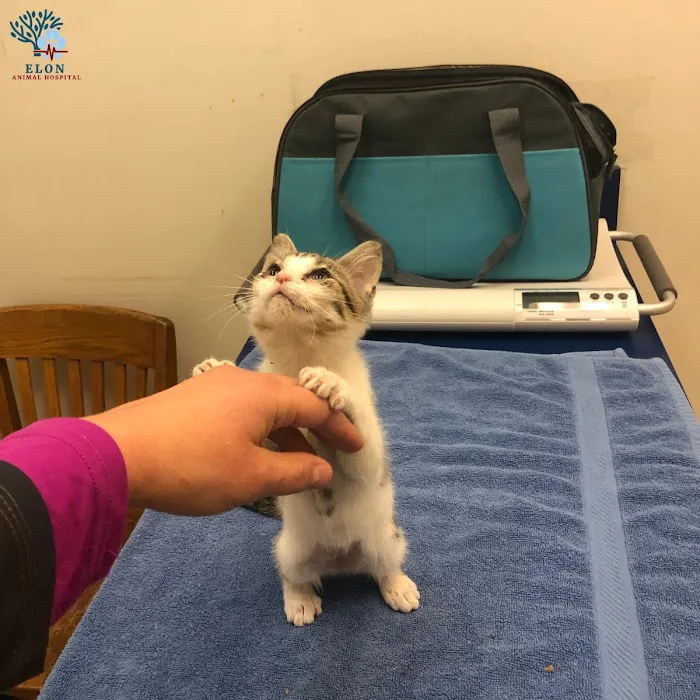 Elon Oaks Veterinary Hospital Picture 2