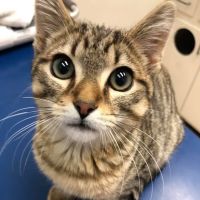 Elon Oaks Veterinary Hospital ico