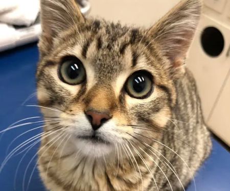 Elon Oaks Veterinary Hospital
