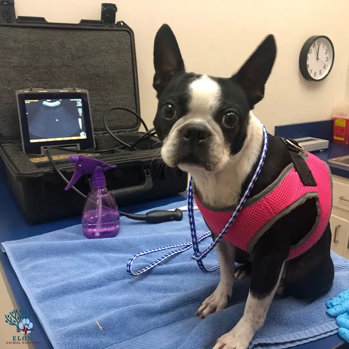 Elon Oaks Veterinary Hospital Picture 10