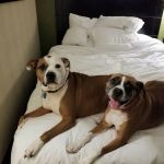 Banfield Pet Hospital