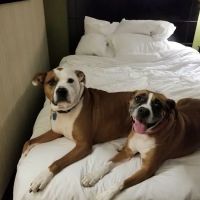 Banfield Pet Hospital ico