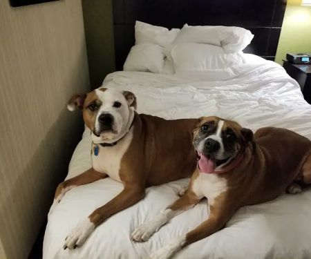 Banfield Pet Hospital