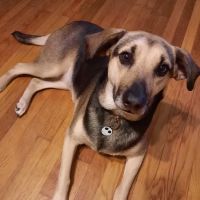 Town N Country Animal Hospital on Forestdale ico