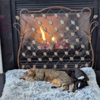 All Paws Pet Emergency Hospital ico