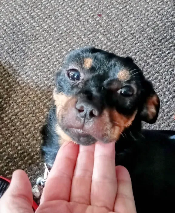 All Paws Pet Emergency Hospital Picture 10