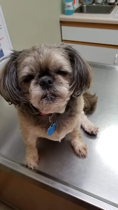 Westbrook Animal Hospital Picture 7