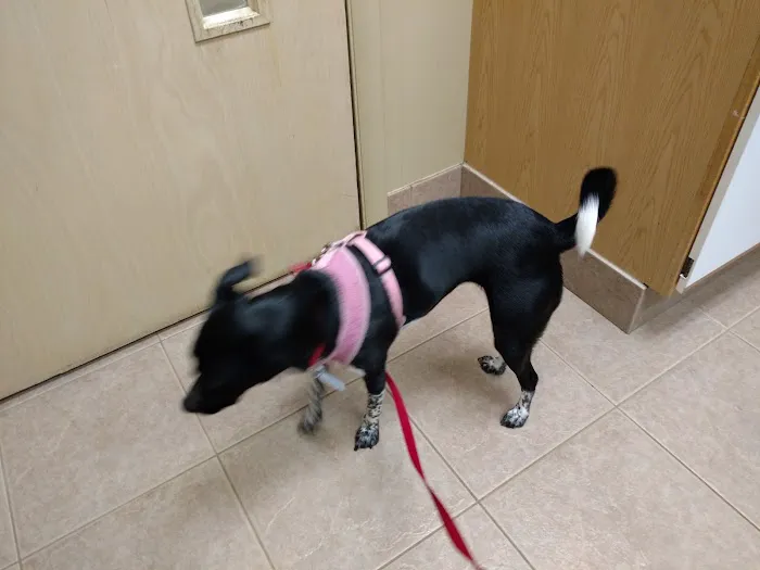 Westbrook Animal Hospital Picture 3