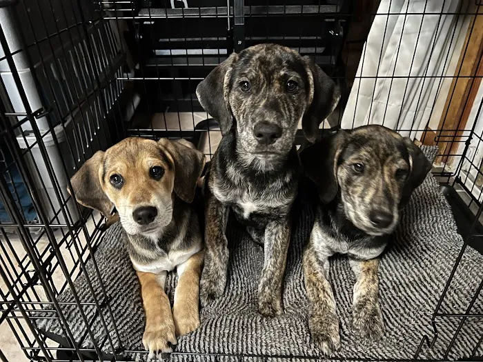 Westbrook Animal Hospital Picture 8