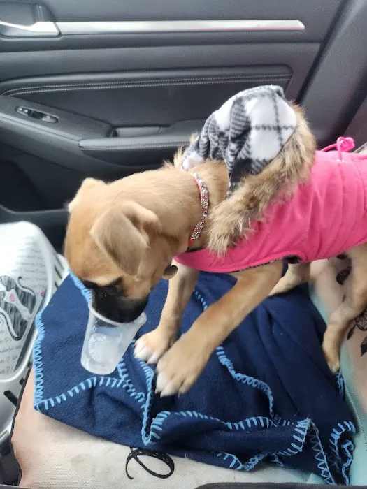 Westbrook Animal Hospital Picture 6