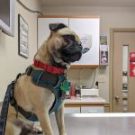 Westbrook Animal Hospital