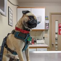 Westbrook Animal Hospital ico