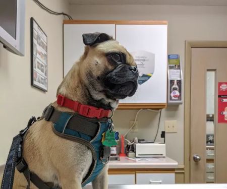 Westbrook Animal Hospital