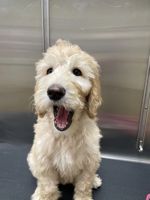 Westbrook Animal Hospital Picture 2