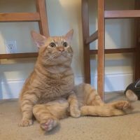 PetVet Vaccination Clinic ico