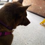 Burlington Road Animal Hospital