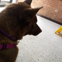 Burlington Road Animal Hospital ico