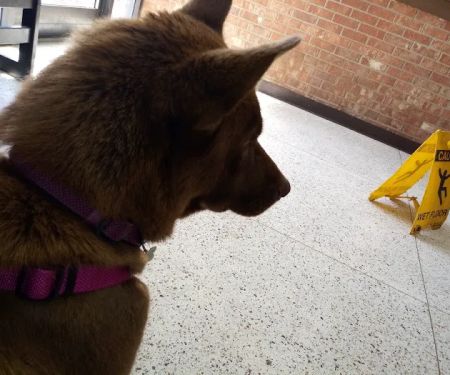 Burlington Road Animal Hospital