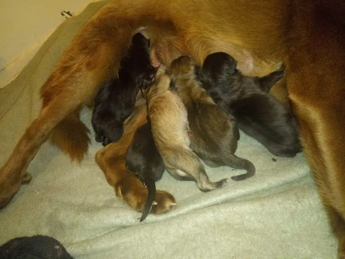 Burlington Road Animal Hospital Picture 6