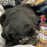 Americana Animal Hospital ico