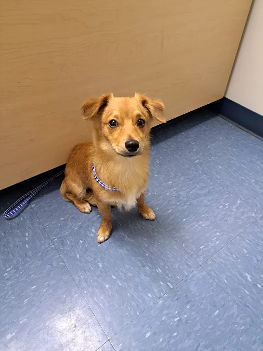 Piedmont Communities Spay Neuter & Wellness Clinic Picture 7