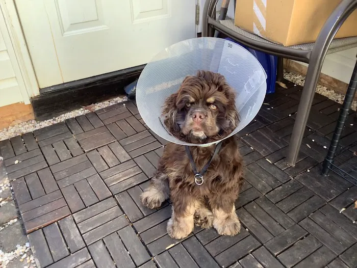 Piedmont Communities Spay Neuter & Wellness Clinic Picture 1