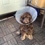 Piedmont Communities Spay Neuter & Wellness Clinic