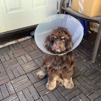 Piedmont Communities Spay Neuter & Wellness Clinic ico
