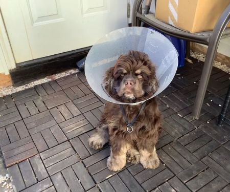 Piedmont Communities Spay Neuter & Wellness Clinic