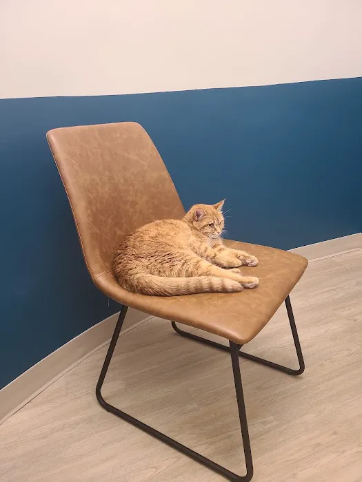 Truss Vet - Veterinary Urgent Care Picture 8