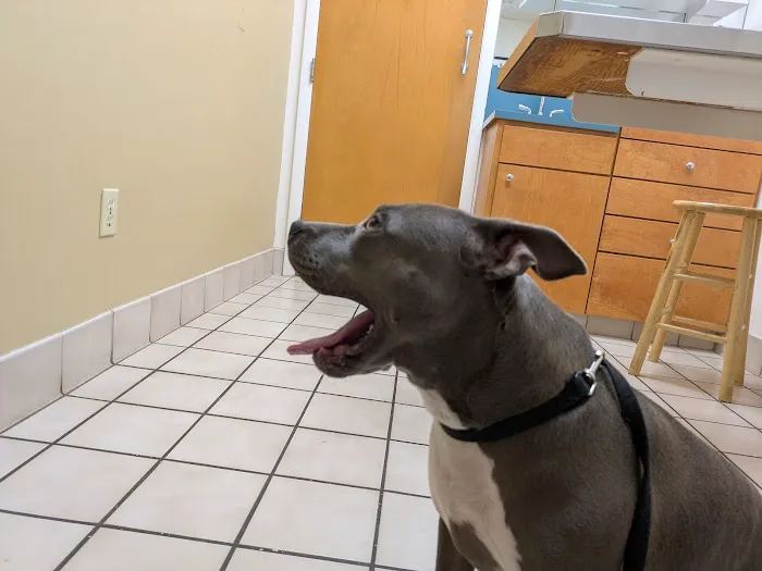 Battleground Veterinary Hospital Picture 3