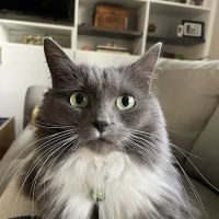 Cat Clinic of Greensboro ico