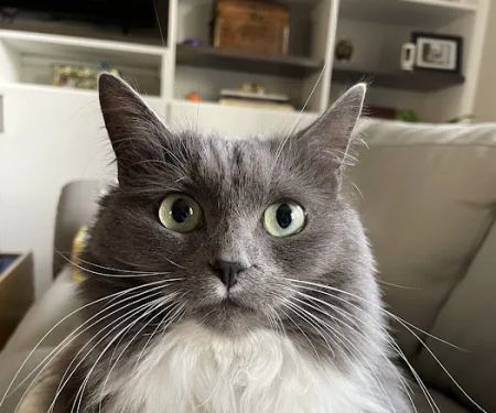 Cat Clinic of Greensboro