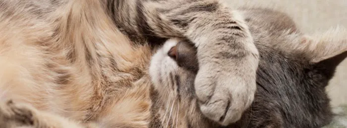 Cat Clinic of Greensboro Picture 3