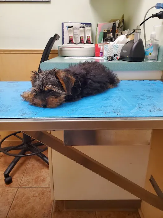 University Animal Hospital of Greensboro PLLC Picture 1