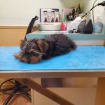 University Animal Hospital of Greensboro PLLC