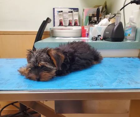 University Animal Hospital of Greensboro PLLC