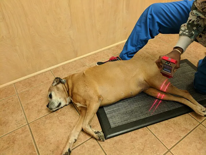 University Animal Hospital of Greensboro PLLC Picture 4