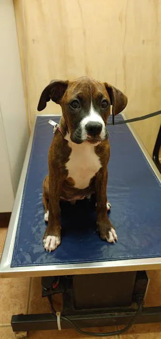 University Animal Hospital of Greensboro PLLC Picture 2
