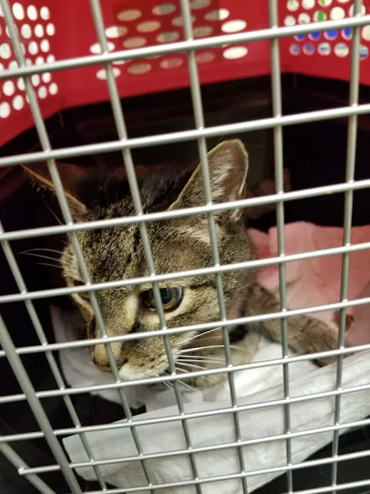 University Animal Hospital of Greensboro PLLC Picture 3