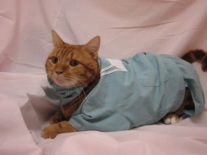University Animal Hospital of Greensboro PLLC Picture 6