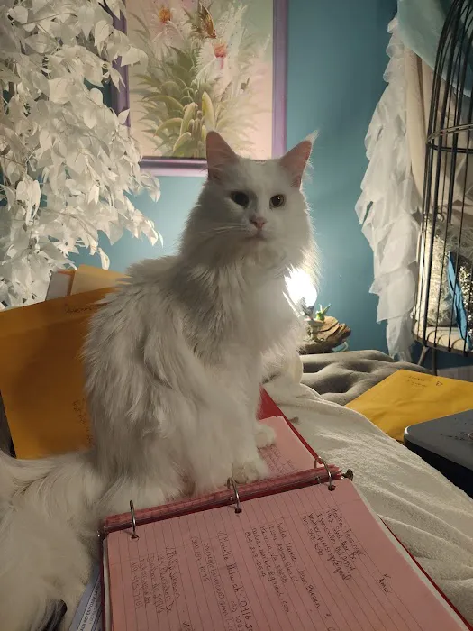 Enchanted Kittens Picture 10
