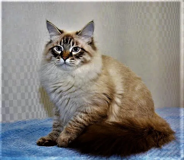 Enchanted Kittens Picture 6
